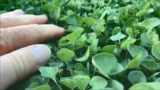 Dichondra Repens Trays  A No Mow Lawn [upl. by Boucher]