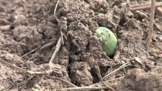 Soybean Planting From Ag PhD 578 5309 [upl. by Polad507]