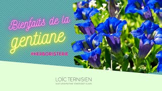 Les plantes médicinales  la gentiane [upl. by Buyers]