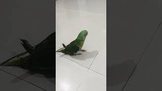 Chane ko English mein kya kahate Hain chana subscribe comedy parrot [upl. by Nolyarg]