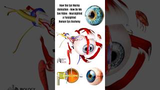 How the Eye Works Animation How Do We See Video Nearsighted amp Farsighted Human Eye Anatomy short [upl. by Ardiedal]