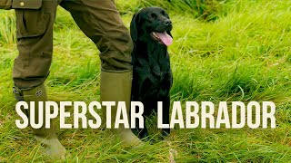 hunting dog training video [upl. by Amal]