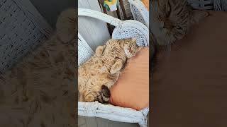 CAMILLO NON HA RESISTITO A QUESTA CANZONE 😂 gattidivertenti funnyvideo catlover gatti funnycats [upl. by Thoma]