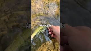 Creek Fishing smallmouth fall fishing nature short [upl. by Netsryk]