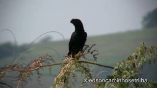 Anupreto Crotophaga ani [upl. by Owens]