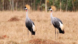 Grey Crowned Crane Calling [upl. by Dorothy]