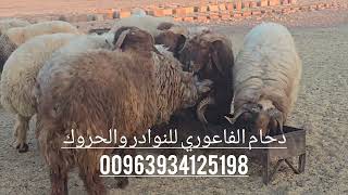 نوادر الحروك حصراااالفاعوري للنوادر عنونها 00963934125198 [upl. by Onoitna]