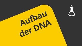 Welche Struktur hat die DNA   Chemie  Organische Verbindungen  Eigenschaften und Reaktionen [upl. by Akciret]