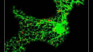 GFP  RFP  Endoplasmic reticulum and Golgi bodies in a living plant cell [upl. by Farnham]