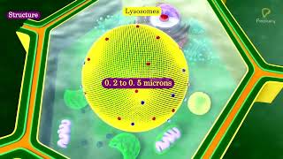 Practicallys Concepts  Lysosomes  LearnPractically [upl. by Norak]