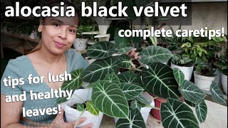 ALOCASIA BLACK VELVET CARE GUIDE AND PROPAGATION  Tips For Lush And Healthy Leaves [upl. by Kirchner]