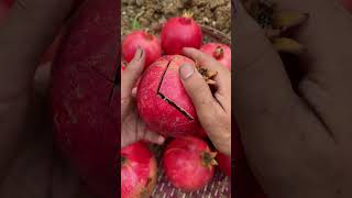 Redis pomegranate cutting asmr cuttingskills pomegranate shorts fruitcutting [upl. by Eissat]