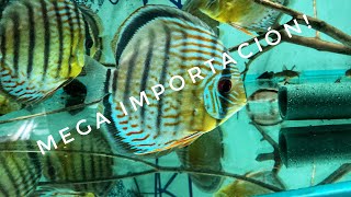 Mega importación Wild Discus corydoras LoricaridosDiscusArtcom [upl. by Glad]