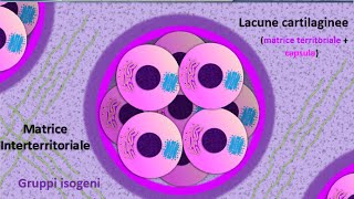 Istologia 25  Cartilagine [upl. by Denison370]