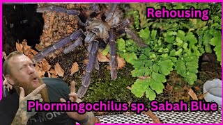 Phormingochilus sp Sabah Blue Rehousing [upl. by Deacon]