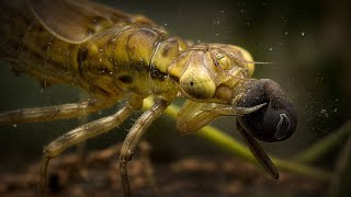 Los animales que HABITAN aguas TRANQUILAS · DOCUMENTAL de Naturaleza [upl. by Stochmal]