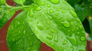 Foliar Feeding and Fertilizing your plants  Benefits and the science [upl. by Neil149]