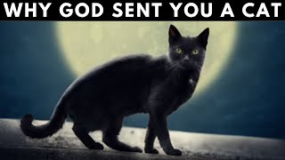 Why GOD Sent You a Cat  Unveiling Feline Spirituality [upl. by Yhtac]