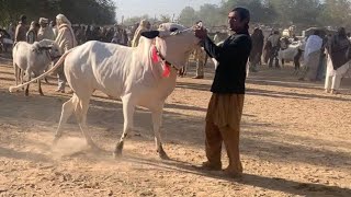 Today Domail mandi 6122024 latest update ll Fateh jangi bull rate ll Mandra mandi ll part 3 [upl. by Riorsson132]