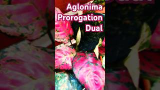 Aglonima Prorogation update plants redlove garden aglonema houseplants love music makeup [upl. by Dwinnell858]