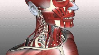 Neck Muscles Anatomy  Posterior Triangle Prevertebral and Lateral Muscles [upl. by Lourdes]