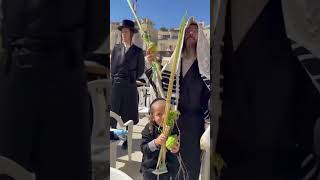 Hasidic Jews with Lulav amp Esrog at the Western Wall Vid Y Gray israel [upl. by Nahtanaj]