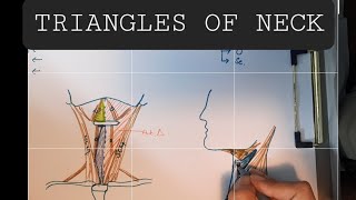 Anatomy of Triangles of Neck  Anterior amp Posterior triangles of Neck [upl. by Lishe493]