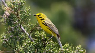 Prairie warbler song [upl. by Pate]