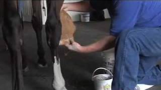 How to Poultice a Horses Leg [upl. by Goodwin]