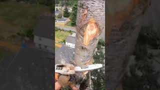 🌲The Art of Tree Cutting🪓 chainsaw safety outdoors shorts fypシ゚viral fyp tiktok trending [upl. by Notsuj]