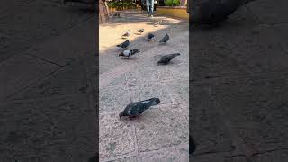 Pigeons at the park pigeon animals birds queretaro familytime fun [upl. by Palm]