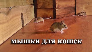 мышки для кошек 🐭 охотиться на мышей [upl. by Nawiat]