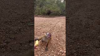 Monkey eats banana  Sri Lanka [upl. by Ayatnahs864]