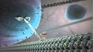 The Inner Life of the Cell Animation [upl. by Deron]