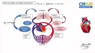 Mica circulație  circulația pulmonară [upl. by Korella]
