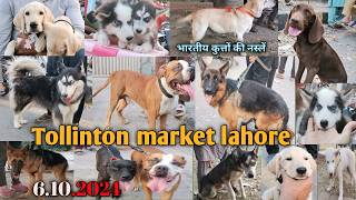 Dogs Market Sunday Sale 6102024 all breeds available tollinton market lahore [upl. by Ppilihp]