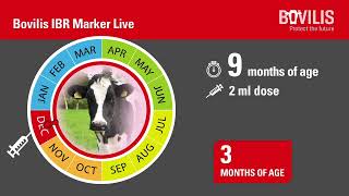 Bovilis IBR Marker Live vaccination protocol [upl. by Aekim909]