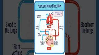 The Path of Blood Inside Pulmonary Circulation cardiovasculardisease heartdisease biology [upl. by Hitt]