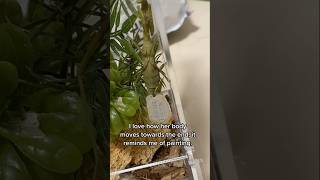 Happy Halloween mantis mantodea insects entomology ootheca bugs nature timelapse [upl. by Tecu]