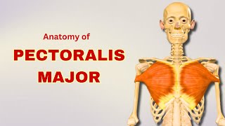 Pectoralis Major Muscle Anatomy  Muscle of Pectoral Region  Doctor Speaks [upl. by Alikahs929]