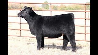 Lot 5 VanVorhis Show Cattle The Next Episode Sale 2024 [upl. by Nathalie]