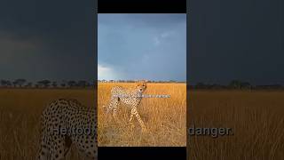 video shorts leopard [upl. by Assiruam95]