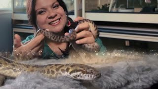 Is the Spotted Python your next pet snake [upl. by Damaris]