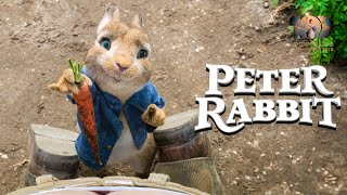 A day in the life of a Peter Rabbit  Peter Rabbit  Sony Pictures Entertainment India [upl. by Landrum]