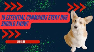 10 Essential Commands Every Dog Should Know [upl. by Mcclure535]