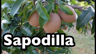 All About Sapodilla [upl. by Alaecim]