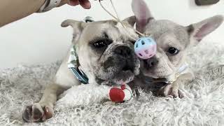 Donut  Fawn Merle French Bulldog Male  Available Now [upl. by Levison]