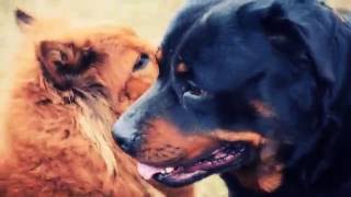 Rottweiler vs chow chow mix part 2 [upl. by Lindly]