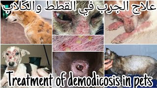 علاج الجرب في القطط والكلاب وانواعه Treatment of demodicosis in dogs amp cats [upl. by Rabassa]