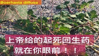 还少丹（紅花黄细心）的作用。 PunarnavaBoerhavia diffusa medicinal uses [upl. by Lau480]